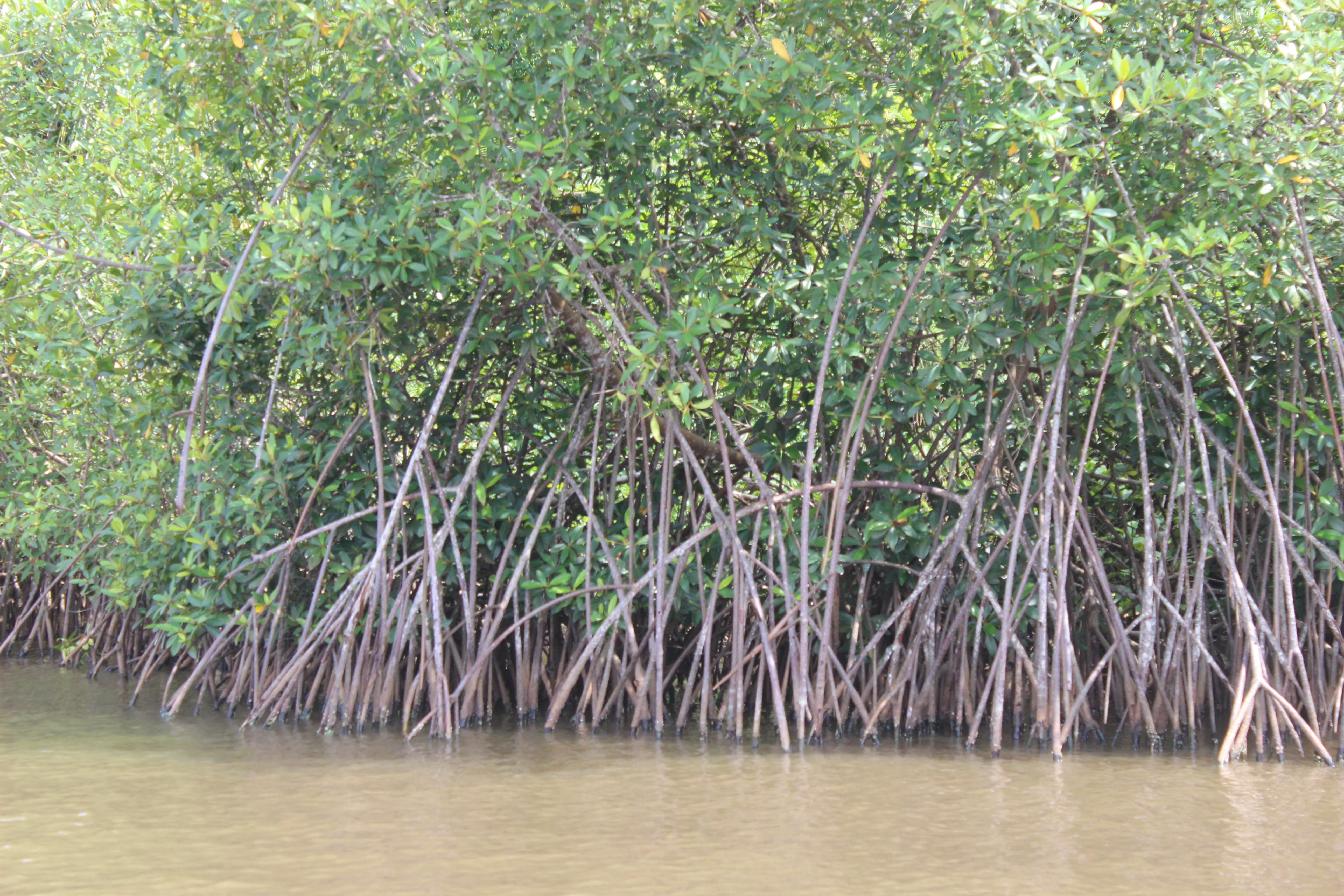 Mangroves